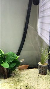 New addition electric rainbow fish #aquarium #shorts #selflove