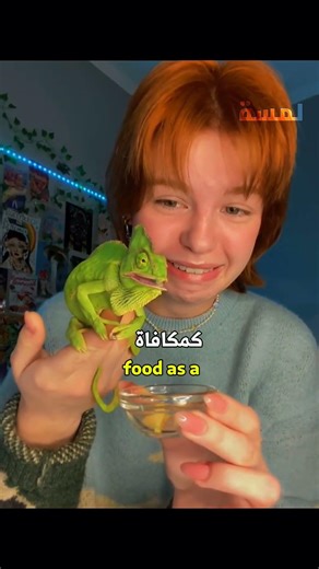 هاذا لحرباء وقع في حب صاحبته🐊😍 #شورت