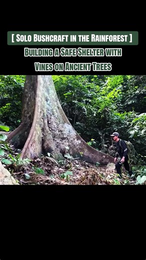 Bushcrafting: Building a Shelter in the Rainforest