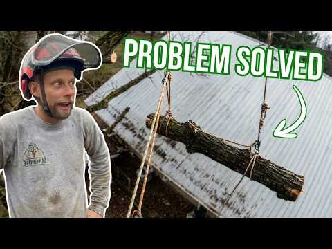 Oak limb removal over house | Dungrove Tree Service