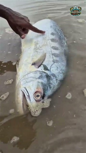 Super Big Tona Fish catching By a Skilled Fisherman On The River
