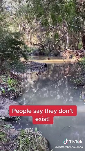 Real Fairies and Leprechauns Caught on Camera