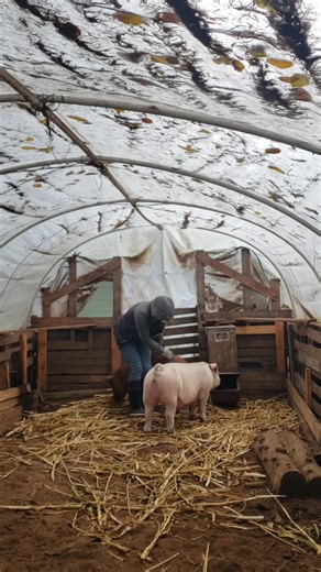 Meltdown diverted... I couldn't quite reach the feed bucket... but Fred brought fresh chips | Forest Frog Farms