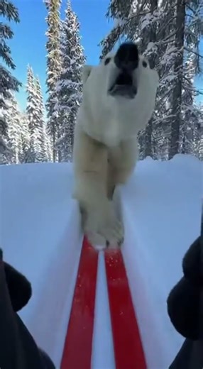 BIG MISTAKE😱 Watch this bear fail hilariously #viral #funny #animals