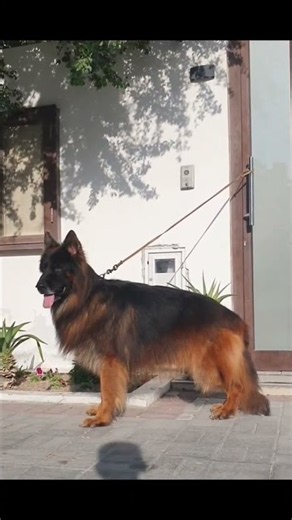 German Shepherd Male World Class Top Quality From Famous Show Winning German VA,s Bloodlines
