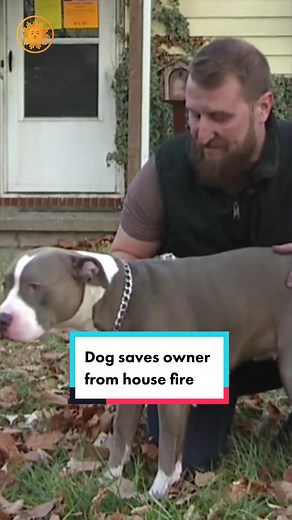 A heroic dog managed to save her owner just moments before his house burnt down, after waking him up from a nap to alert him of the danger. #dog #Fire #Rescue #pets