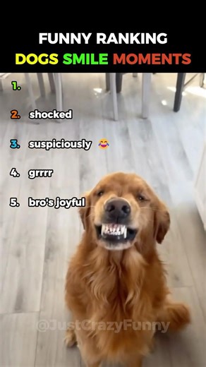 SMILING DOGS MADE MY DAY 😭 #ranking