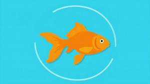 Simple Animated Goldfish Swimming in a Seamless Loop.