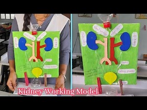 School Science Project || Kidney Working Model || Best Idea for Science Project Exhibition ||