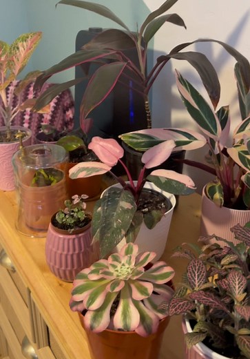 Beautiful Pink Houseplants: A Must-Have for Plant Lovers