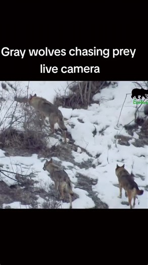 Gray Wolves Chasing Prey Live Camera