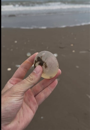 Explorando Hallazgos en la Playa con Detector de Metales