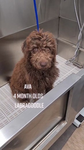 Meet Ava the Labradoodle at Jazz'd Up Pups!