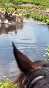 horse bathing😂#horse#farm#funny#foryou | Funny Pets