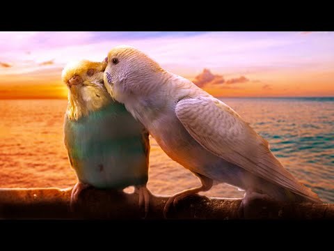 Beautiful Relaxing Music for Budgies - Piano Music to Calm Your Pet