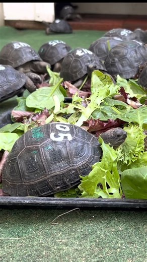 1.1K views · 51 reactions | Would you take home one of these cute baby tortoises? We just love watching them eat  | Florida Iguana and Tortoise Breeders | Facebook