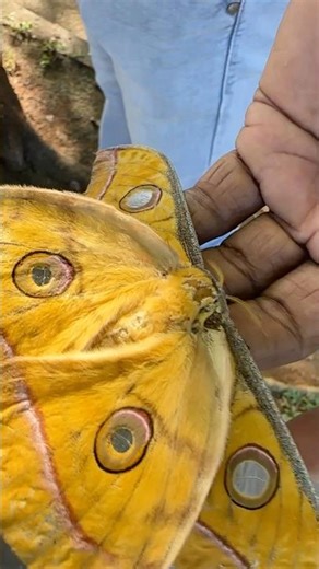 Big Beautiful Butterfly #buterfly #animals #beautiful #shorts