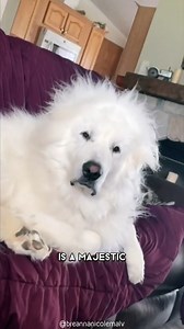 The Mighty Great Pyrenees Dog Breed.😱😍🐾😳🐕 #GreatPyrenees #OffLeashK9Training #fypシ゚viralシfypシ゚viralシalシ #fypシ #fbreelsfypシ゚viralシ | Lehigh Valley Dog Trainers: Off Leash K9 Training