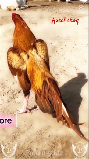 💖🔥Capcut new short video Edit 5 templet 😈💀#explore #shorts #trending #viral #aseelmurga