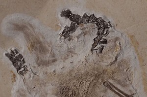 Naturkundemuseum Karlsruhe: Dino-Fossil ramponiert  Experten den Ruf