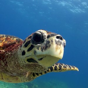 Did you know that tortoiseshell is made from the shells of critically endangered hawksbill turtles? We're partnering with WWF-Australia and the Australian Museum to provide a unique opportunity to Australians, to surrender tortoiseshell items to #ShellBank and help play a part in the survival of this species. To #SurrenderYourShell visit http://www.wwf.org.au/surrenderyourshell. | Royal Caribbean