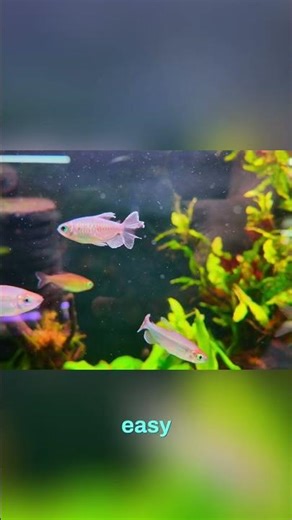 Congo Tetras: Stunning, Easy-Care Aquarium Stars! #shorts