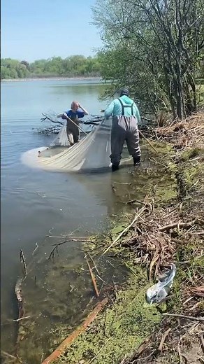Classes Got To Learn How To Use A Seine Net As Part Of A Lake Restoration