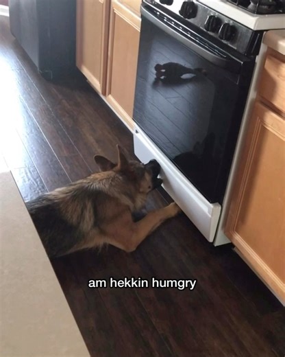 Strider VS the oven 😂 | Strider The German Shepherd