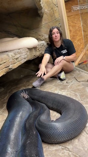 Why female reticulated pythons grow much larger than the males