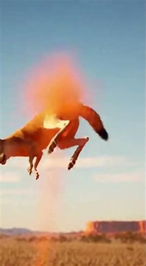 The Outback Kick Dingoes vs Kangaroo