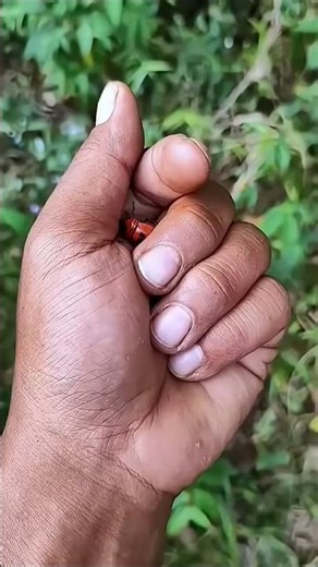 animal battle you,ve never seen before#anyuniqueanimal#bettle#insects #beautifulnature #nature#viral