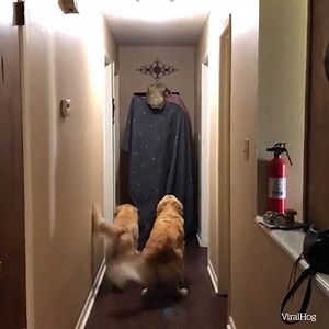 Scariest what the fluff challenge yet 😱 Credit: ViralHog | VT