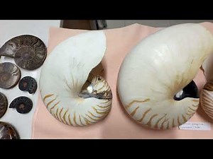 My seashell collection museum Video 26: Cephalopods living and fossils