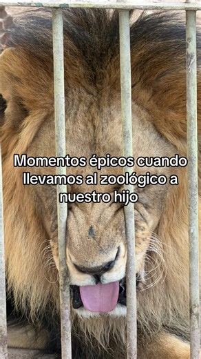 Parece que están muy enojados los animales en ese zoológico que para todo querían atacar con pipí o saliva ( al principio cuando llegamos el primer león nos bañó de pipí a mí y a mi hijo) 😂