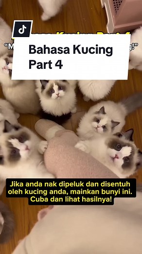 Suara Kucing: Bahasa Kucing Part 4