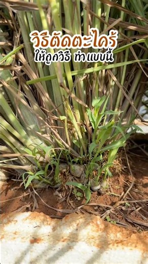 How to harvest lemongrass so it keeps growing back✅ #agriculture #lemongrass #homegrownveggies #f...