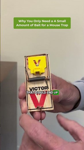 Victor Mouse Trap Setup #mousetrap #pestcontrol