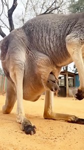 15K views · 273 reactions | 10 Animal Facts That Will Shock You! #AnimalFacts #Wildlife #snakes #facts #wildlife #animals #factsyoudontknow #nature #crocodile #birds #wildlifephotography #animalfacts | Be Animal Facts | Facebook