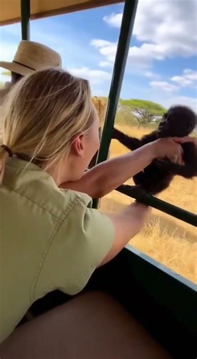 Lioness Cradles Baby Gorilla After Rescue! 🦁🦍 #Lioness #Gorilla #WildlifeRescue