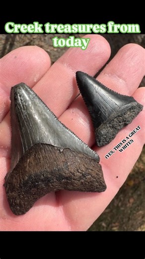 Fossil Recovery on Instagram: "Some days it's just a handful of teeth and some smaller fossils. Other days it's like today. 💥 💥 💥 💥 This was an AWESOME haul from our Swamp Buggy Creek Dig for this fun family, including stunning megs, a GORGEOUS AND RARE GREAT WHITE SHARK TOOTH, and some amazing giant armadillo scutes, including a large holmesina flex scute. Thanks for coming- as always, you never know when today will be a core memory you may NEVER forget! #peaceriver #fossilhunting #swampbug