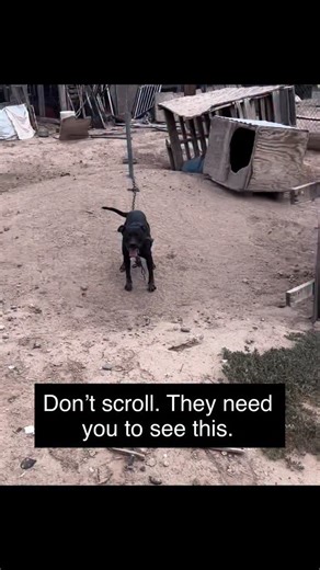 Resilience isn’t taught — it’s lived. 💔🐾 Twenty pit bull–type dogs arrived at @pinalanimalcareandcontrol having only ever known chains. Even the tiniest 4-month-old puppies had never felt the wind under their paws, the warmth of a soft bed, or the gentle touch of love. ⛓️ And yet, here they are. Still standing. Still trusting. Still ready to love. That is the quiet power of resilience — surviving what should have broken you, and choosing to face the world again with courage. ✨ They can’t do it