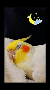 Have a sweet dreams🌙🐣🥺 #highlights #birdwatching #love #birds #Amazing #cocktails #highlightseveryone #Sleep #Sweet #dreams | Leo The talking Bird