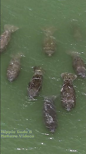 Manatees Migrating Through the Waterway in Clearwater, Florida on Mother's Day