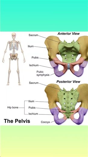 Herman & Wallace Pelvic Rehabilitation Continuing #organic