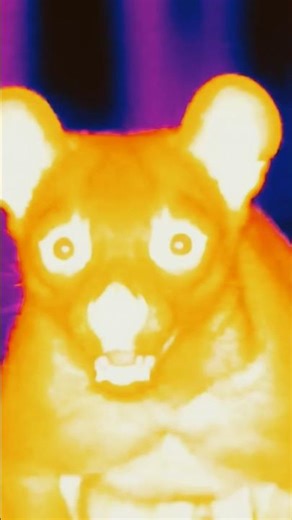 Fossa Vs Lemur AT NIGHT! #original #animals #animalattack