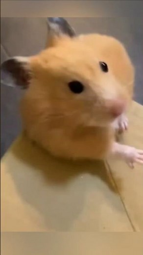 Why Hamsters Make Such Great Pets