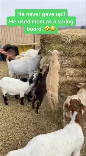 Never ever give up. There is always a way. #parkour #theoffice #officeparkour #theofficeparkour #babygoats #goats #cowboymax #newmexico