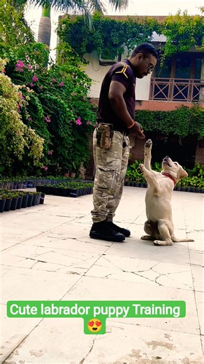 Cute labrador puppy Training 😍 #session #1578 #labrador #shorts #dog #dogtraining