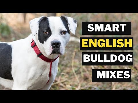 Top 10 English bulldog mix Breeds You Don't Know About