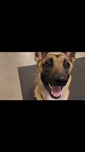 ADOPT KALVIN!!! He goes to Pawtastic Friends weekly to learn obedience and have fun while he waits for his true family to find him. To fill out an interest form, go to www.animalnetwork.net or www.pawtasticfriends.com #gsdofinstagram #enrichmentfordogs #pawtasticfriends #rescuedogtraining #lvnonprofit #lasvegasdogs | Pawtastic Friends